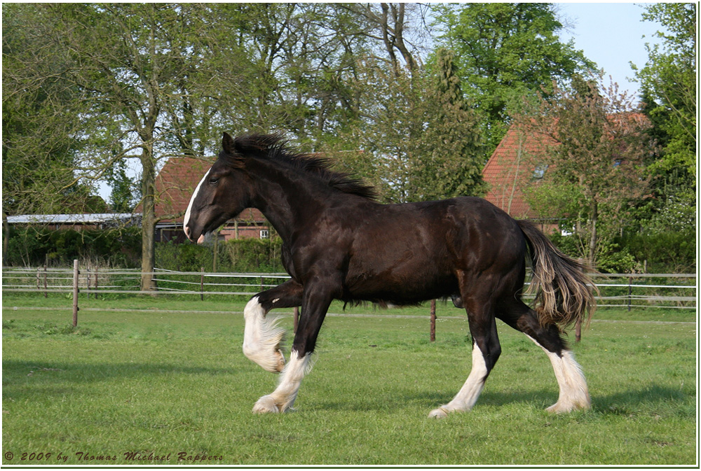 ** Shire Horse Hengst **