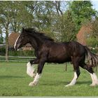 ** Shire Horse Hengst **