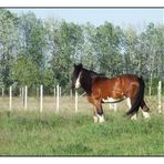 Shire Horse Hengst