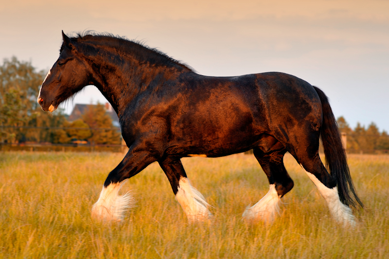 Shire Horse Hengst im Abendlicht