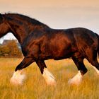 Shire Horse Hengst im Abendlicht