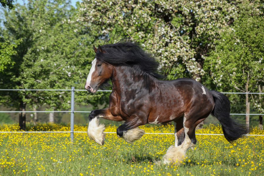 Shire Horse Hengst Rasca Kajetan 