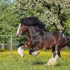 Shire Horse Hengst Rasca Kajetan 