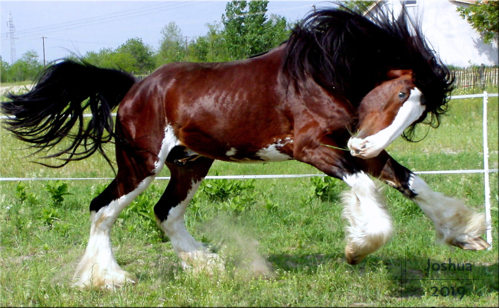 shire horse (Herkules)