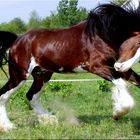 shire horse (Herkules)