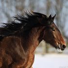 *** Shire Horse im Schnee ***