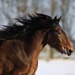 *** Shire Horse im Schnee ***