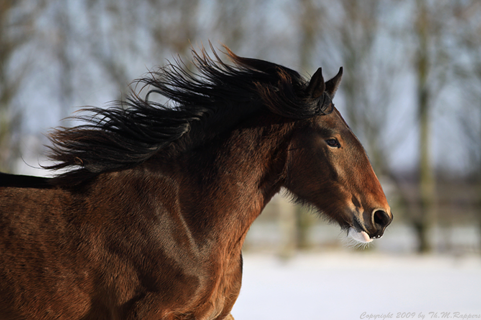 *** Shire Horse im Schnee ***