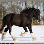 ** Shire Horse im Schnee **