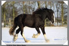 ** Shire Horse im Schnee **