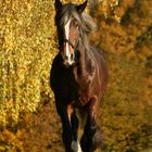 Shire Horse Mathilda