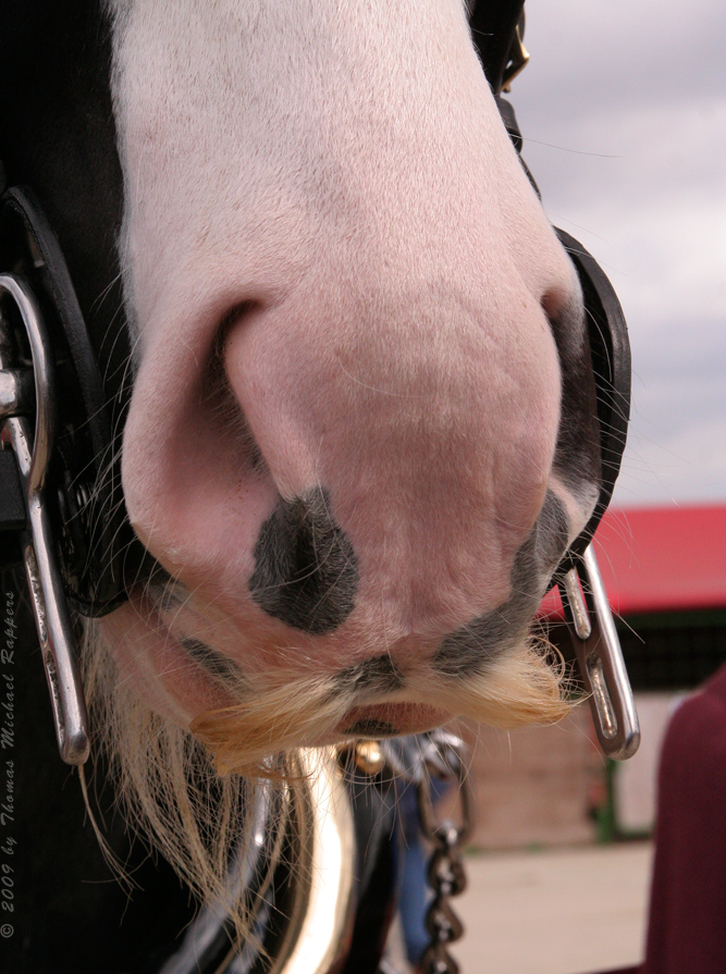 **Shire Horse mit Bart**