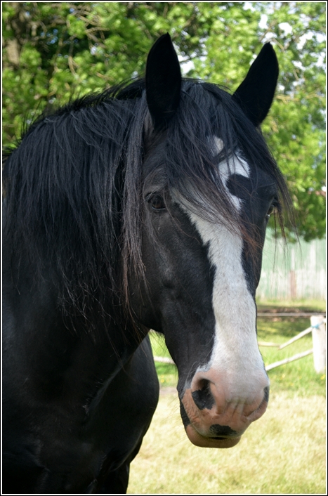 Shire Horse Norcliffe Dalesman