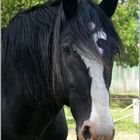 Shire Horse Norcliffe Dalesman