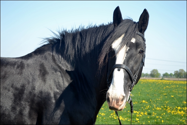 Shire Horse Norcliffe Dalesman II