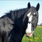 Shire Horse Norcliffe Dalesman II