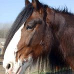 Shire Horse Porträt