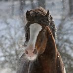 Shire Horse Portrait