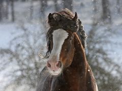 Shire Horse Portrait