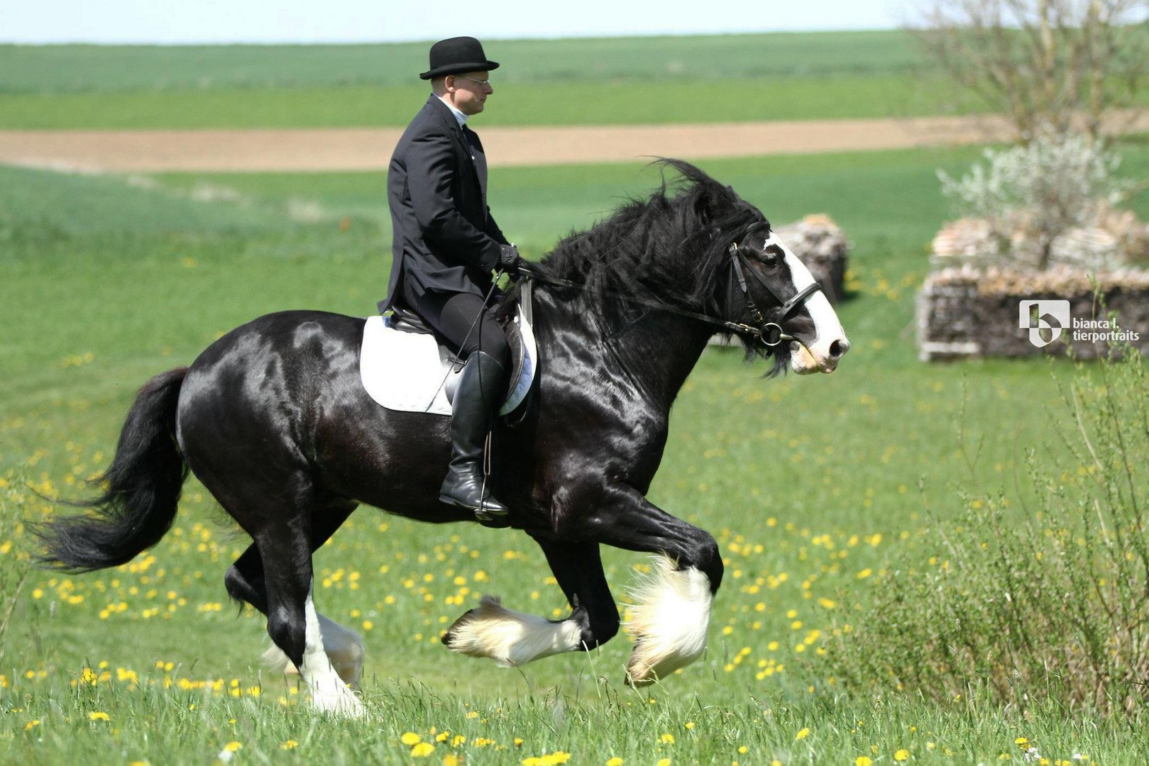 Shire Horse Power