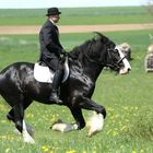 Shire Horse Power