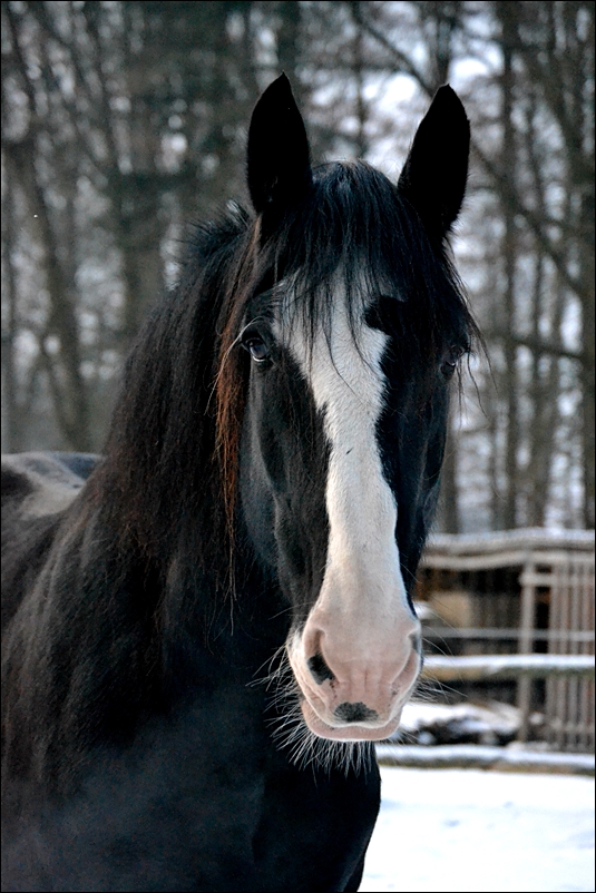 Shire Horse Ramses