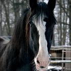 Shire Horse Ramses