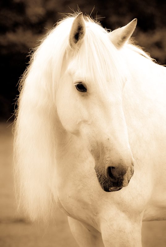 Shire Horse Stute " Anna" I