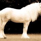 Shire Horse Stute "Anna" II