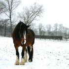 Shire Horse Stute im Schnee......