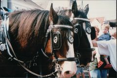 Shire Horses