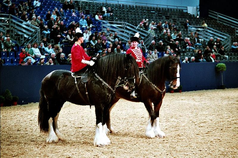 Shire Horses