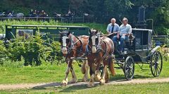 Shire Horses