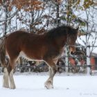 ... Shire im Schnee ...