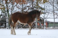 ... Shire im Schnee ...