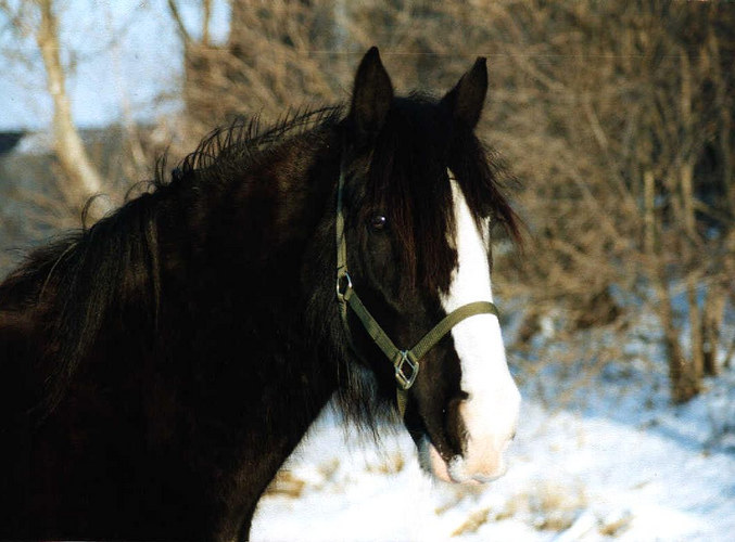 Shire im Schnee