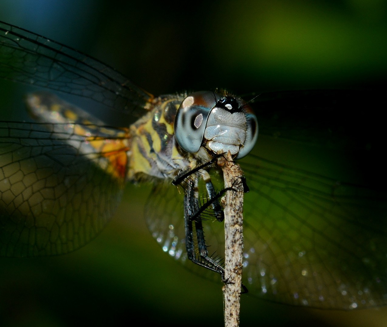 Shisharauchende Libelle