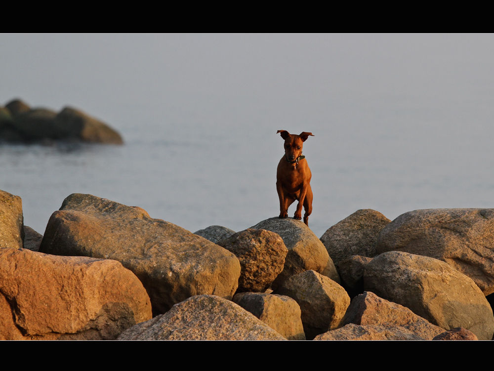 Shiva an der Ostsee!