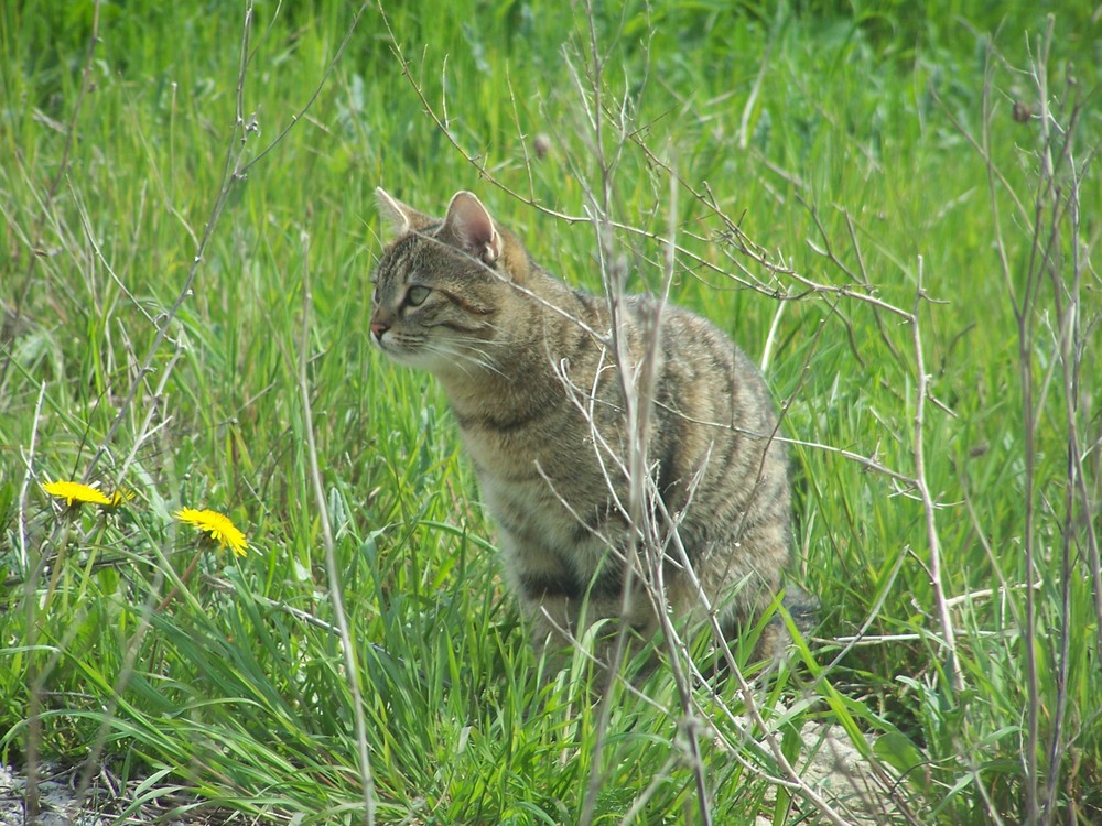 Shiva auf der Jagd