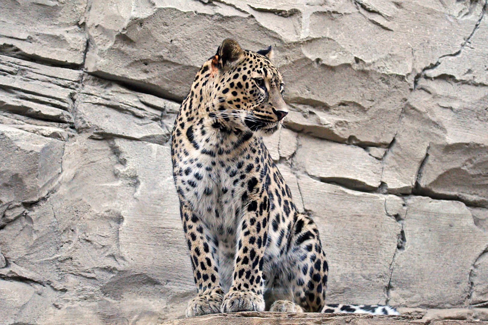 Shiva, die Persische Leopardin beobachtet