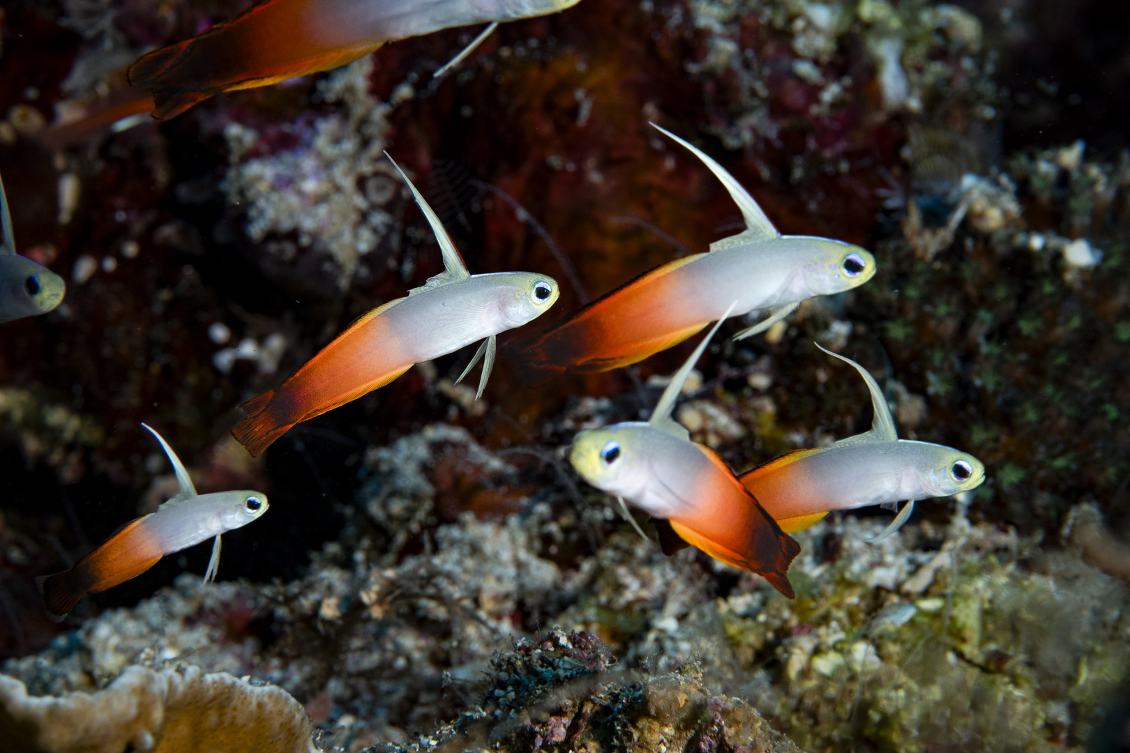 Shoaling of Fire Dartfish