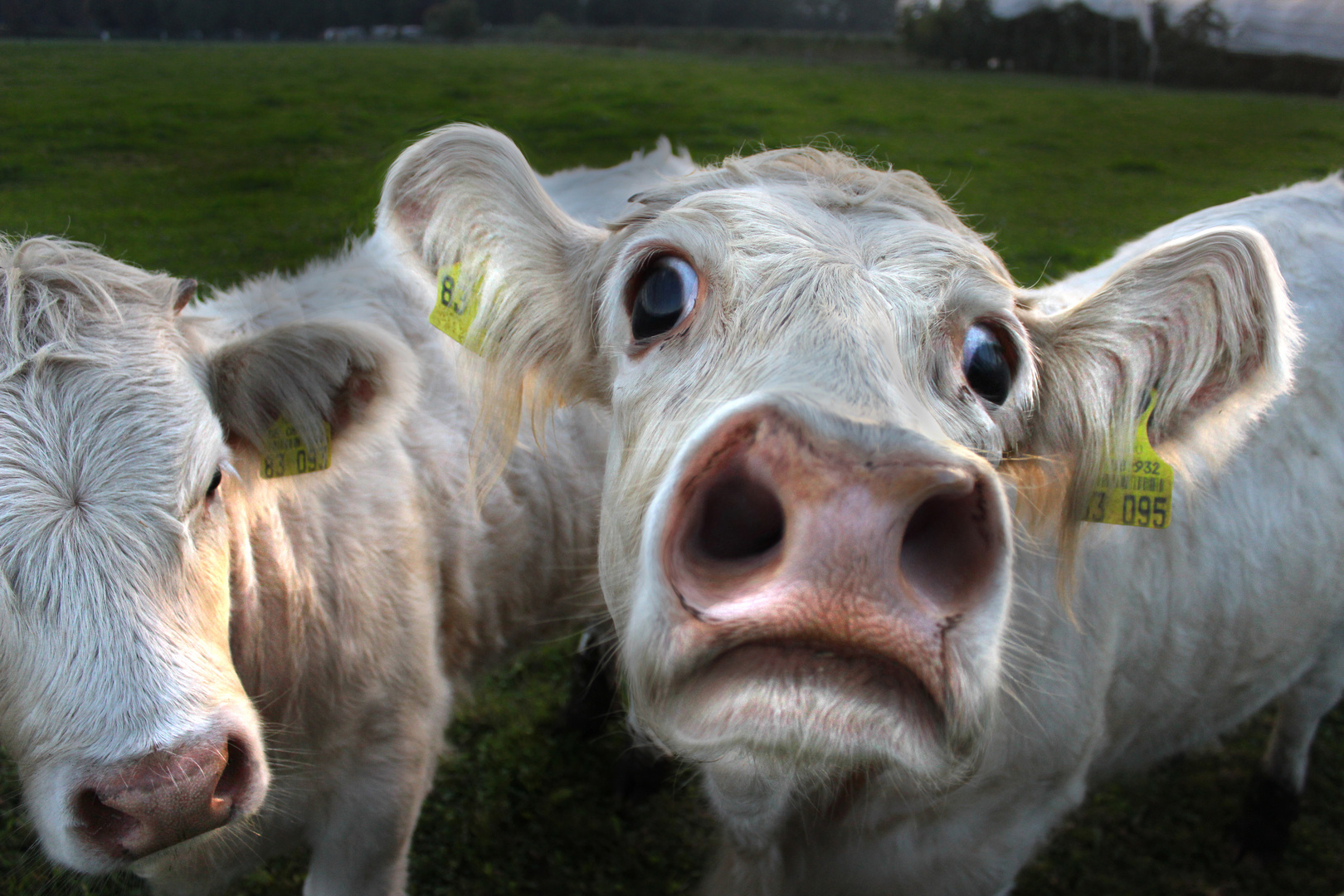 Shocked Cow