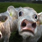 Shocked Cow