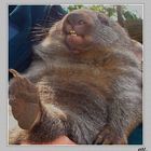 ...shocked wombat....