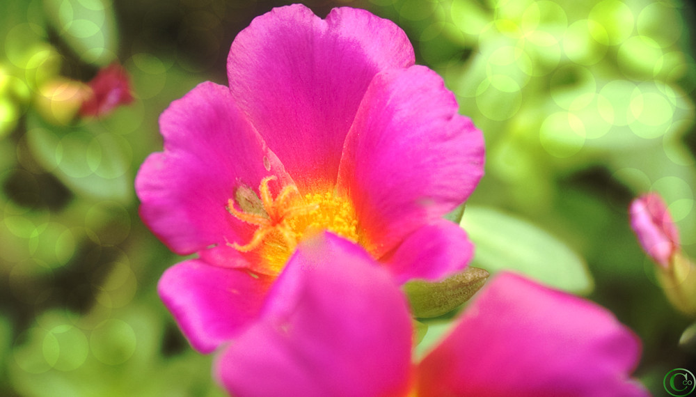 shocking pink petals that look like hearts