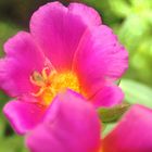 shocking pink petals that look like hearts