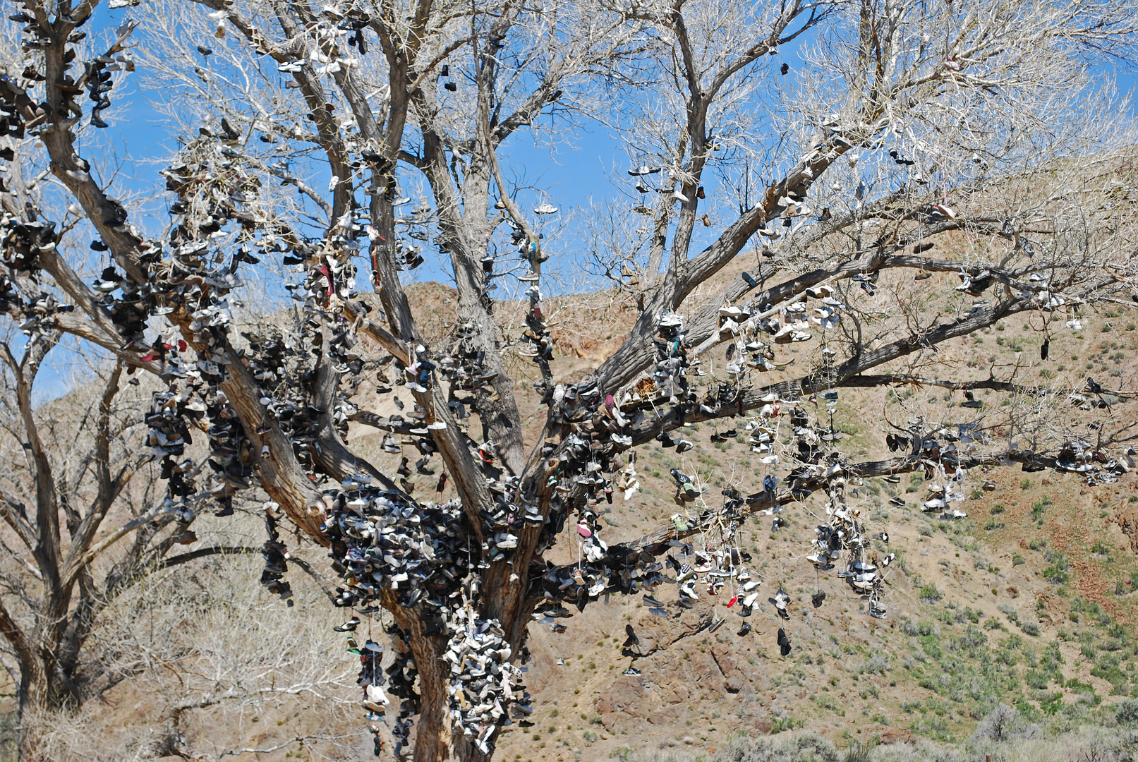 Shoe Tree