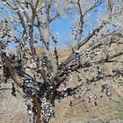 Shoe Tree