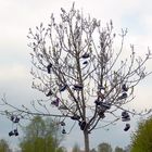 Shoe-Tree