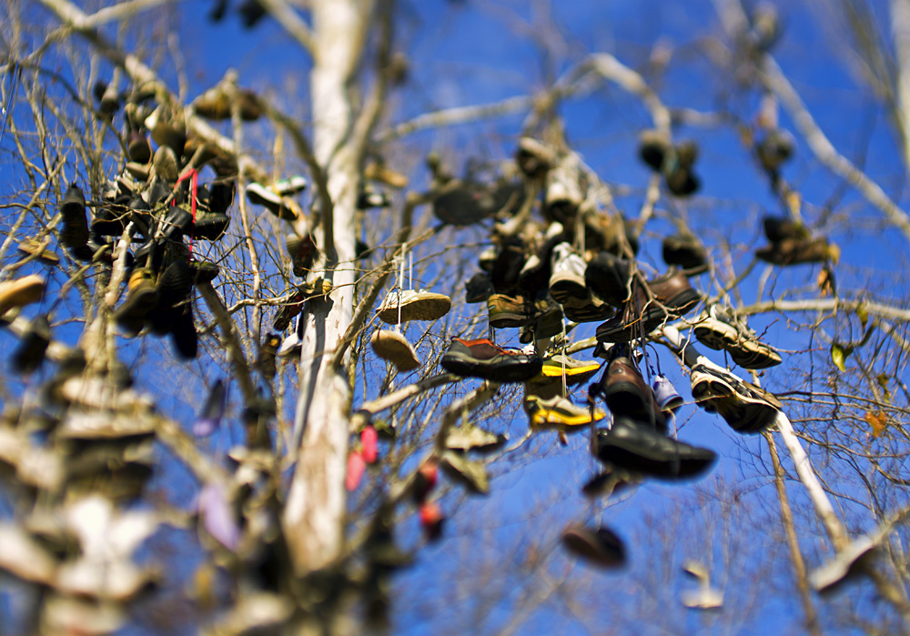 Shoe Tree